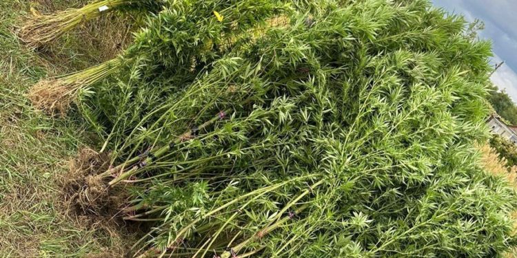 Cânepă de 1.500.000 lei în împrejurimile satului Pelinia, destinate inclusiv clienților din Bălți