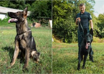 Echipele canine ale Poliției de Frontieră, completate cu doi patrupezi din Letonia – „Major” și „Mafia”