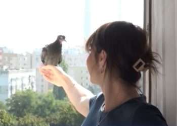 Un porumbel a devenit pasăre de casă: Înaripata și-a găsit acoperiș într-un apartament din Chișinău și nu se grăbește să ajungă din nou în stradă | VIDEO