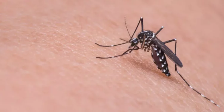 Țânțarii Tigru, purtători de boli mortale, devin o adevărată amenințare pentru oamenii din Europa. Ce spun autoritățile responsabile despre situația din Moldova | VIDEO