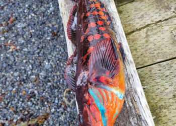 Un pescar din Alaska a prins un pește cu carnea albastră. Imaginile au devenit virale