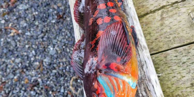 Un pescar din Alaska a prins un pește cu carnea albastră. Imaginile au devenit virale