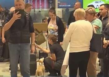 «Было очень страшно и негде было спрятаться — везде бомбили». Что говорят граждане Молдовы, которые благодаря Илану Шору вернулись из Израиля в Молдову | VIDEO