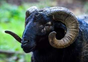 В Тирасполе баран насмерть забодал пожилого мужчину