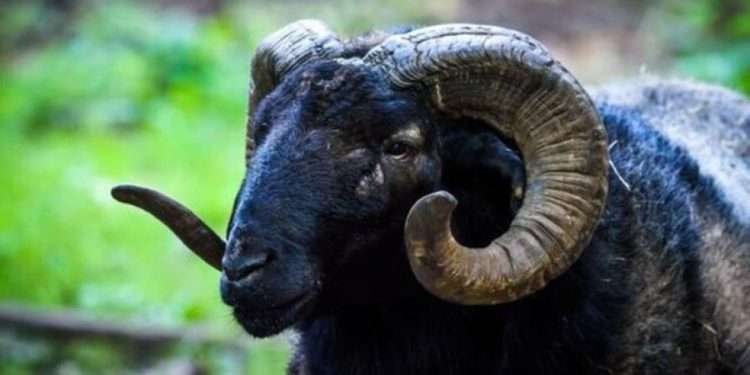 В Тирасполе баран насмерть забодал пожилого мужчину