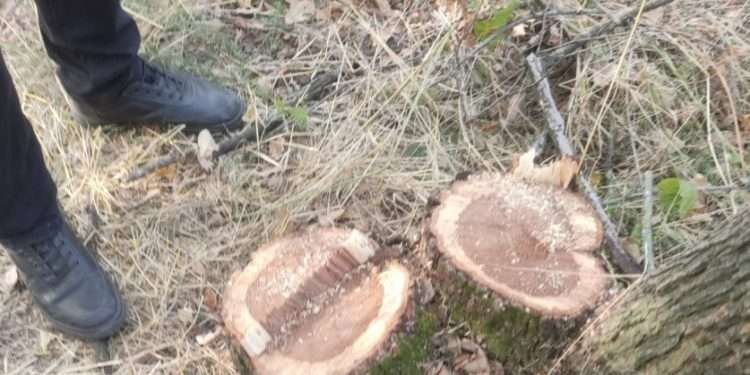 В Каушанах неизвестные спилили 31 дерево