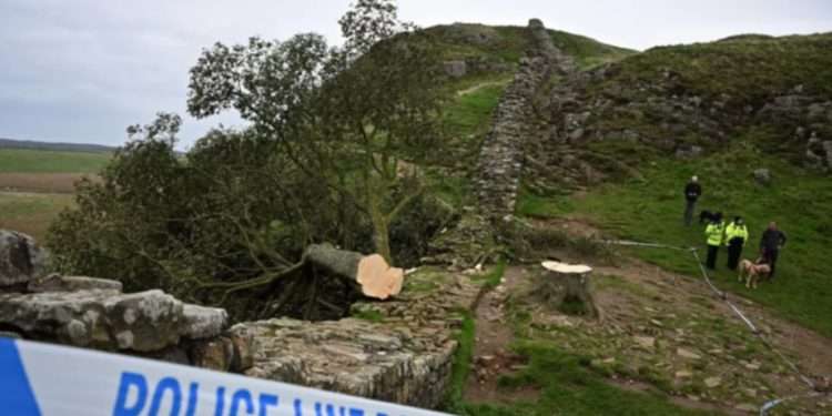 Спиленное в Великобритании «дерево Робин Гуда» разрушило объект ЮНЕСКО