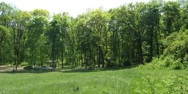 Незаконно построили домики для отдыха в Дурлештском лесу: ущерб составил более 2 млн леев