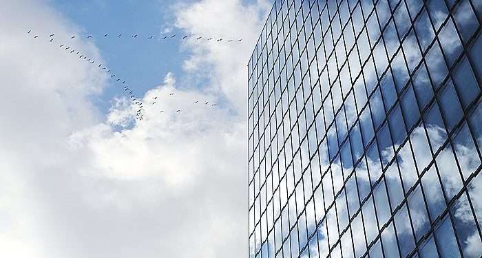 Тысяча птиц погибла за один день, столкнувшись со зданием выставочного центра в Чикаго