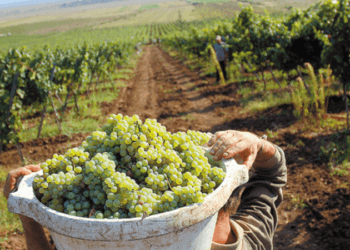 S-a plâns pe tatăl său că i-ar fi furat 400 kg de poamă: „Mi-a dat și un pumn în cap”. Ce le-a spus polițiștilor bărbatul