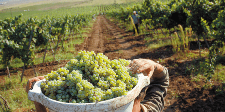 S-a plâns pe tatăl său că i-ar fi furat 400 kg de poamă: „Mi-a dat și un pumn în cap”. Ce le-a spus polițiștilor bărbatul