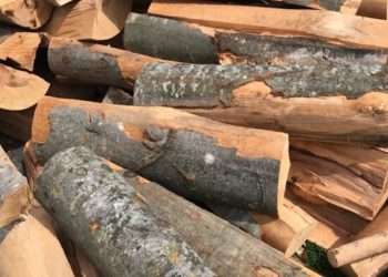 Tot mai puține lemne pentru cetățeni. Agenția „Moldsilva” înregistrează o cantitatea insuficientă pentru întreg sezon de iarnă: Totul depinde de evoluția prețului la gazele naturale | VIDEO