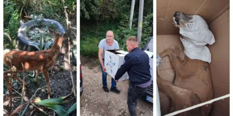 Doi pui de căprioară, depistați într-o gospodărie din Rîșcani. Cum au ajuns acolo