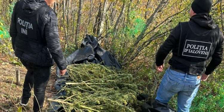 „Suspectul ascundea drogurile în butoaie îngropate în pădure”. Detalii în cazul narcoticelor de 3.000.000 de lei, depistate la Mileștii Mici | VIDEO