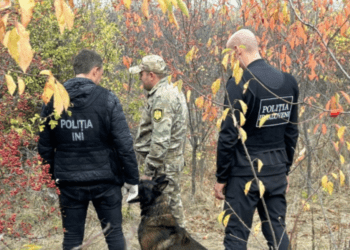 Captură de marijuana de circa 3.000.000 lei lângă Mileștii Mici. O parte a fost depistată cu ajutorul unui câine de serviciu