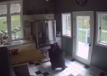 Momentul în care un urs grizzly dă buzna într-o casă din Connecticut, SUA, și ia o lasagna semipreparată din congelator | VIDEO