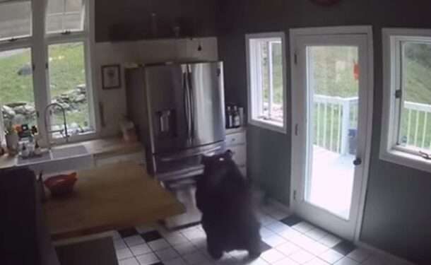 Momentul în care un urs grizzly dă buzna într-o casă din Connecticut, SUA, și ia o lasagna semipreparată din congelator | VIDEO