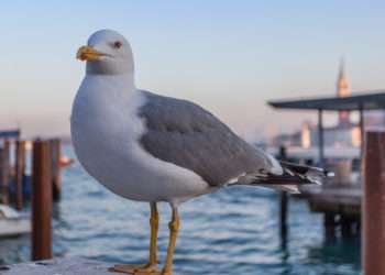 Aeroportul din Veneția s-a închis din cauza unui stol uriaș de pescăruși