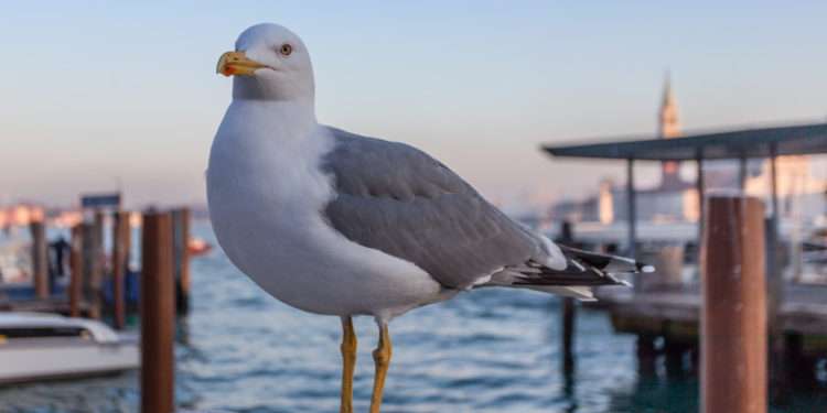 Aeroportul din Veneția s-a închis din cauza unui stol uriaș de pescăruși