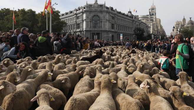 Străzile din Madrid au fost invadate de turme de oi. Procesiunea este una tradițională | VIDEO