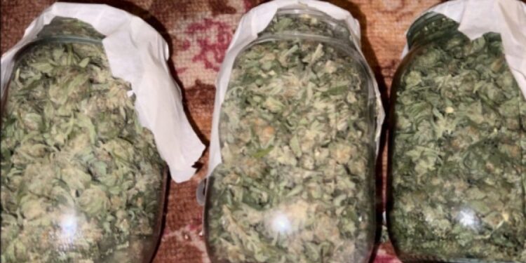 Закупали семена, выращивали и продавали в Молдове: правоохранители задержали наркоторговца