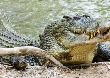 В Австралии фермер пережил нападение крокодила, укусив его в ответ