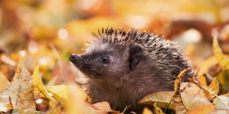 Октябрь 2023 года был самым теплым за всю историю наблюдений за средней температурой Земли