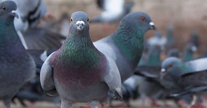 В селе Теленештского района мужчина посреди улицы открыл стрельбу по стае голубей