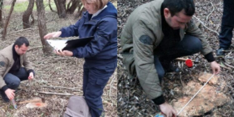 Угроза окружающей среде. В Молдове неизвестные незаконно вырубили 257 деревьев