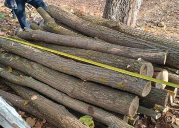 Незаконная вырубка акации в Глодянах: какой штраф получили нарушители