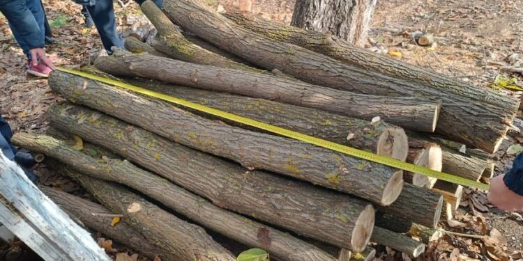 Незаконная вырубка акации в Глодянах: какой штраф получили нарушители