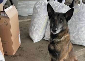 Contrabandă cu țigări, depistată de patrupedul NERO la frontieră: Au fost descoperite 794 de pachete cu acciz autohton | VIDEO