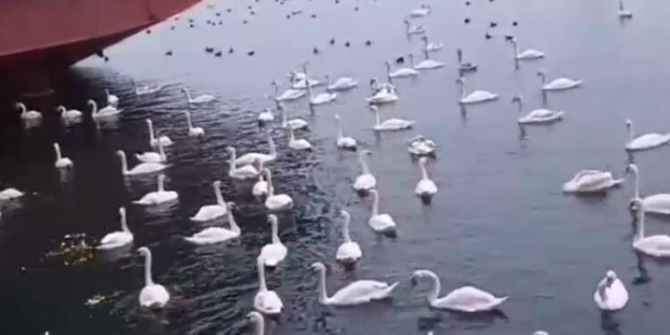Sute de lebede printre navele din Portul Constanța: Biologii spun cu ce să nu le hrănească lumea, pentru că le face rău