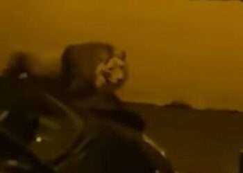 Italia: Un leu a scăpat de la circ și s-a plimbat ore întregi pe străzile unui oraș | VIDEO