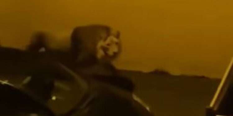 Italia: Un leu a scăpat de la circ și s-a plimbat ore întregi pe străzile unui oraș | VIDEO