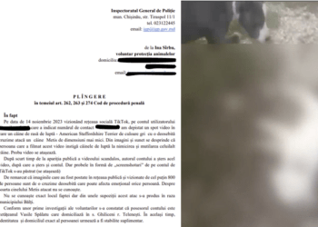 Un utilizator de TikTok a postat un filmuleț cu un câine de rasă care atacă cu cruzime un alt patruped. Apărătorii animalelor s-au adresat la IGP