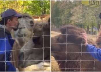 Angajatul viral al Zoo, care se lasă sărutat de animale: „Știe că nu îi fac rău. Ca în familie, caută mângâiați” | VIDEO