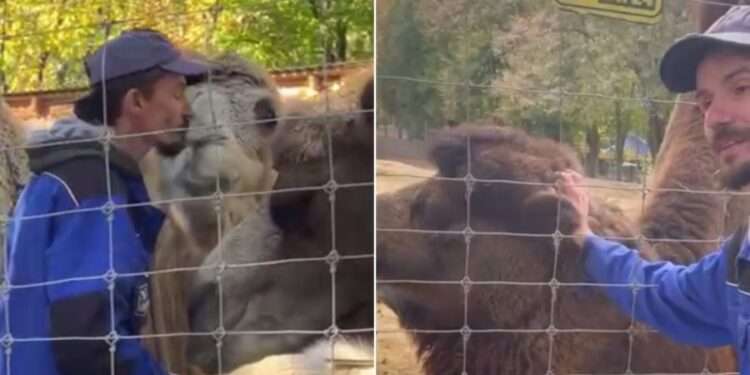 Angajatul viral al Zoo, care se lasă sărutat de animale: „Știe că nu îi fac rău. Ca în familie, caută mângâiați” | VIDEO