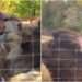 Angajatul viral al Zoo, care se lasă sărutat de animale: „Știe că nu îi fac rău. Ca în familie, caută mângâiați” | VIDEO