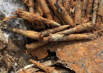 Proiectil de artilerie și peste 100 de cartușe, descoperite în urma unor lucrări agricole la Șoldănești