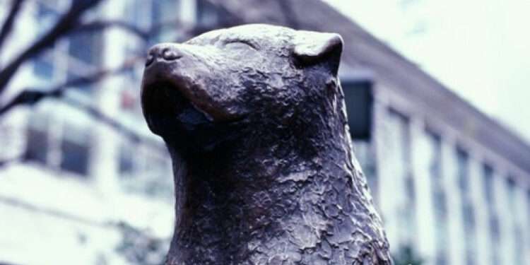 Japonia sărbătoreşte 100 de ani de la naşterea lui Hachiko. Povestea emoționantă a câinelui devenit un simbol naţional al loialităţii