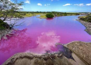 Fenomen al naturii: Apa unui lac din Hawaii s-a colorat într-un roz aprins