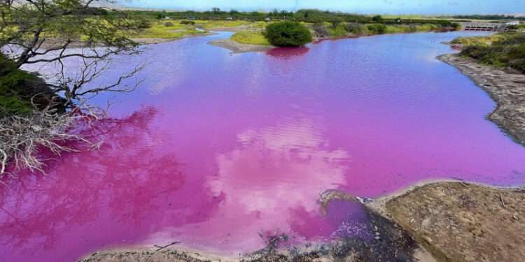 Fenomen al naturii: Apa unui lac din Hawaii s-a colorat într-un roz aprins