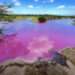 Fenomen al naturii: Apa unui lac din Hawaii s-a colorat într-un roz aprins