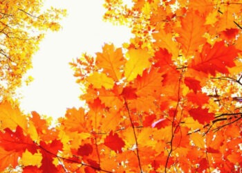 Luna noiembrie a devenit a şasea la rând cu recorduri de temperatură. 2023 va fi cel mai cald an înregistrat vreodată