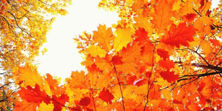 Luna noiembrie a devenit a şasea la rând cu recorduri de temperatură. 2023 va fi cel mai cald an înregistrat vreodată