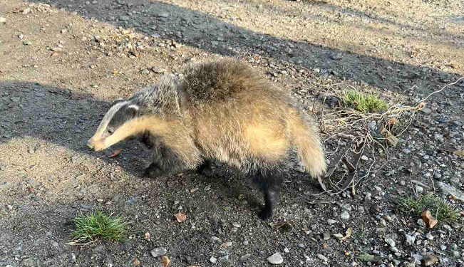 В Сынжерейском районе спасли барсука. Браконьера разыскивает полиция