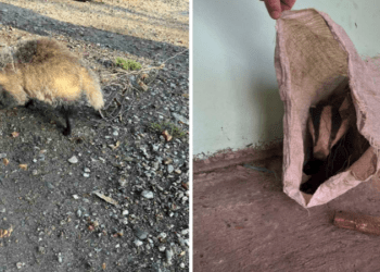Un bursuc, capturat ilegal, salvat la Sîngerei: Momentul în care animalul este eliberat
