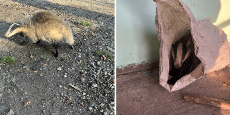 Un bursuc, capturat ilegal, salvat la Sîngerei: Momentul în care animalul este eliberat