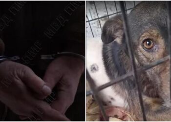 Și-a împușcat câinele în stradă, după câteva pahare de tărie: Motivul halucinant invocat de bărbat